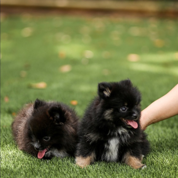 Meet your Posher, theQueenAnt - Picture 1 of 7